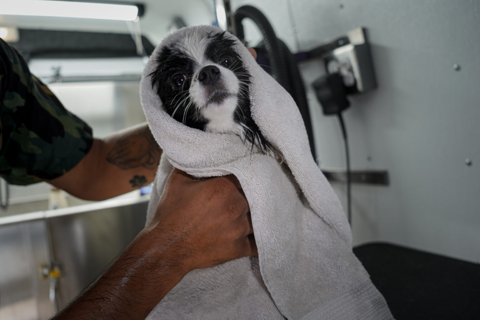 Galaxy Grooming Mobile Pet Groomer Las Vegas, NV