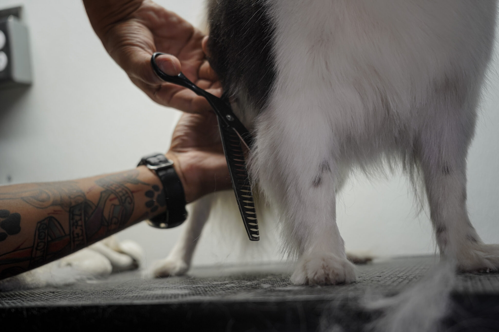 Galaxy Grooming Mobile Pet Groomer Las Vegas, NV